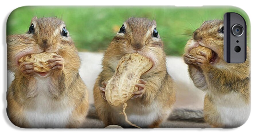 Chipmunk iPhone 6s Case featuring the photograph The Three Stooges by Lori Deiter