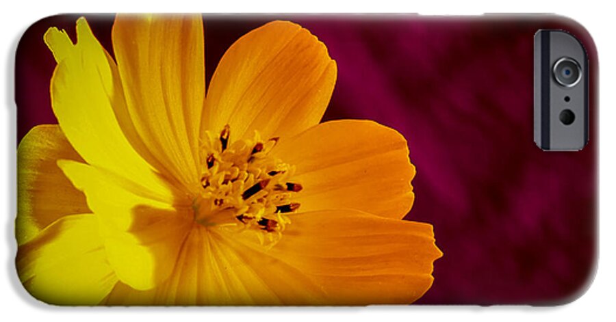 Flower iPhone 6s Case featuring the photograph Yellow-1 by Fabio Giannini