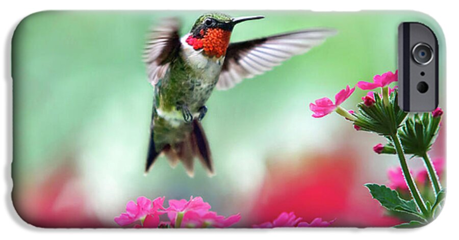 Hummingbird iPhone 6s Case featuring the photograph Ruby Garden Jewel by Christina Rollo