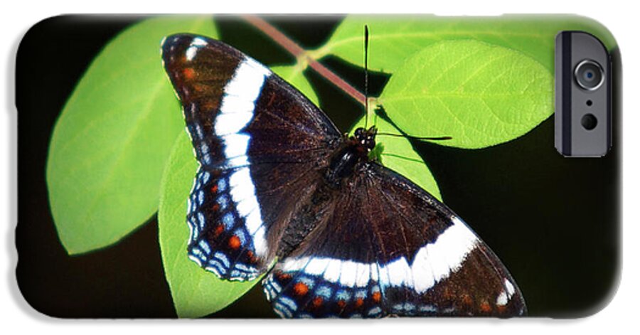 Butterfly iPhone 6s Case featuring the photograph White Admiral Butterfly by Christina Rollo
