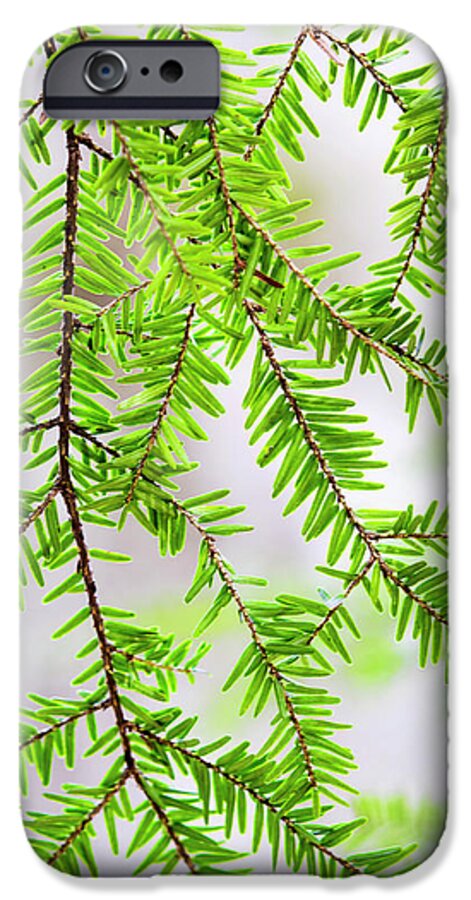 Tree iPhone 6s Case featuring the photograph Eastern Hemlock Tree Abstract by Christina Rollo