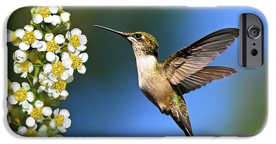 Hummingbird iPhone 6s Case featuring the photograph Just Looking by Christina Rollo
