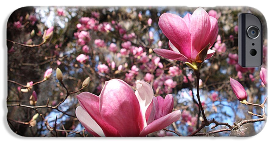 Magnolia iPhone 6s Case featuring the photograph Magnolia Heaven by Suzanne Gaff