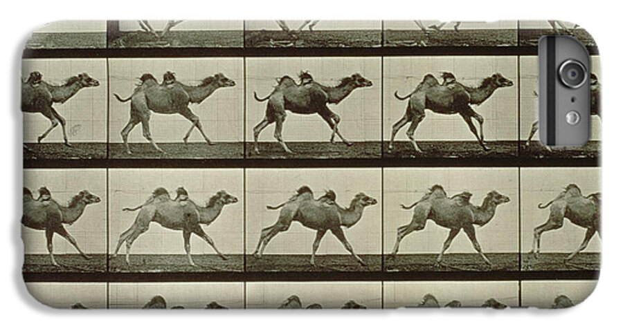 Muybridge iPhone 6s Plus Case featuring the photograph Camel by Eadweard Muybridge