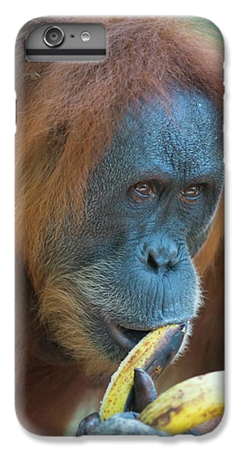 Animal iPhone 6s Plus Case featuring the photograph Sumatran Orangutan #15 by Scubazoo