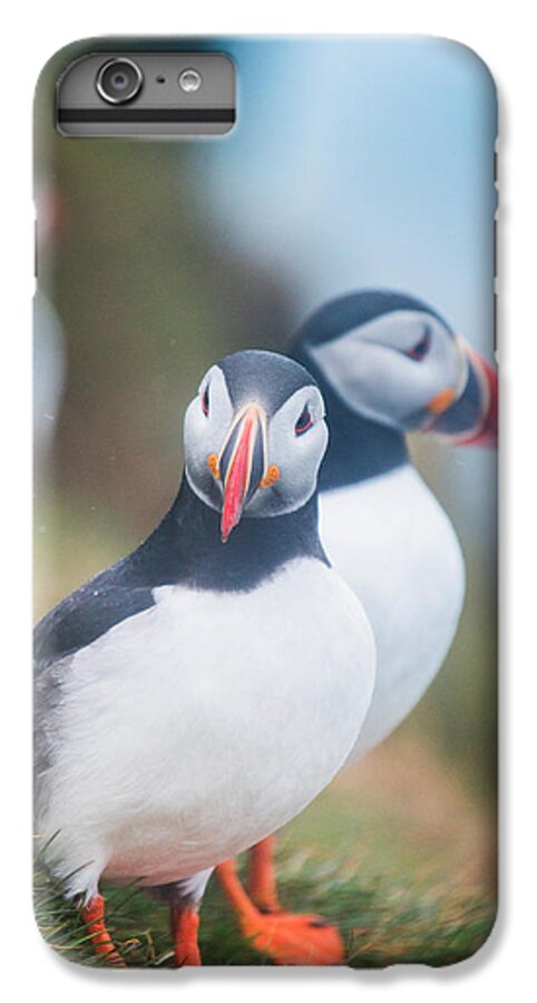 Photography iPhone 6s Plus Case featuring the photograph Atlantic Puffins Fratercula Arctica #2 by Panoramic Images