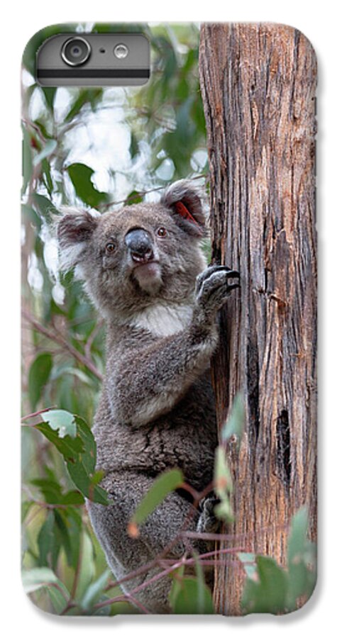 Animal iPhone 6s Plus Case featuring the photograph Koala (phascolarctos Cinereus #6 by Martin Zwick