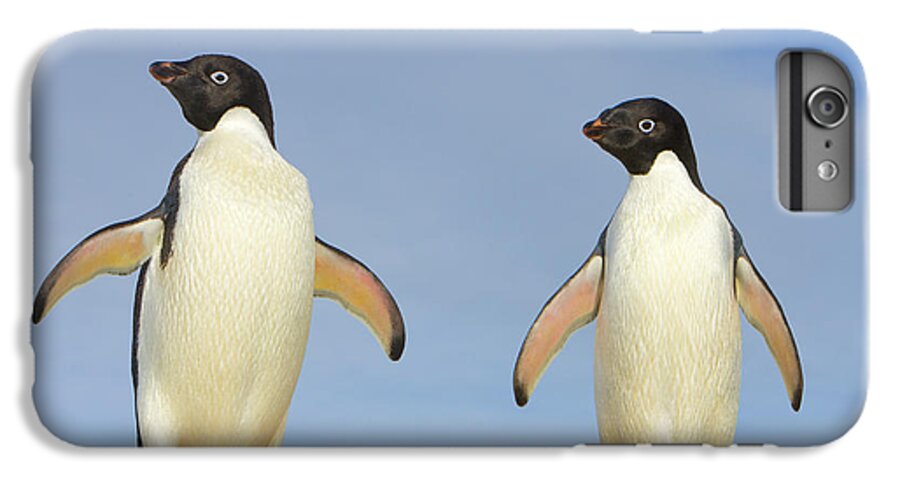 00345619 iPhone 6s Plus Case featuring the photograph Adelie Penguin Duo by Yva Momatiuk John Eastcott