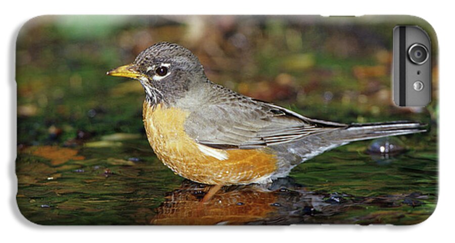 American Robin iPhone 6s Plus Case featuring the photograph American Robin (turdis Migratorius by Richard and Susan Day