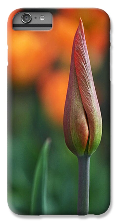 Tulip iPhone 6s Plus Case featuring the photograph An Elegant Beginning by Rona Black