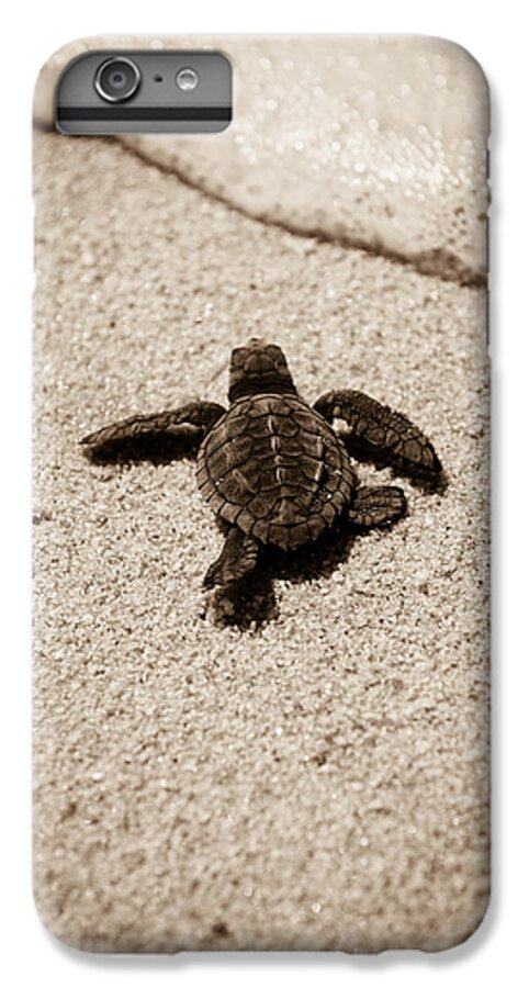 Baby Loggerhead iPhone 6s Plus Case featuring the photograph Baby Sea Turtle by Sebastian Musial