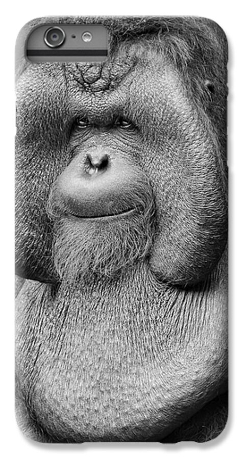 Orangutan iPhone 6s Plus Case featuring the photograph Bornean Orangutan III by Lourry Legarde