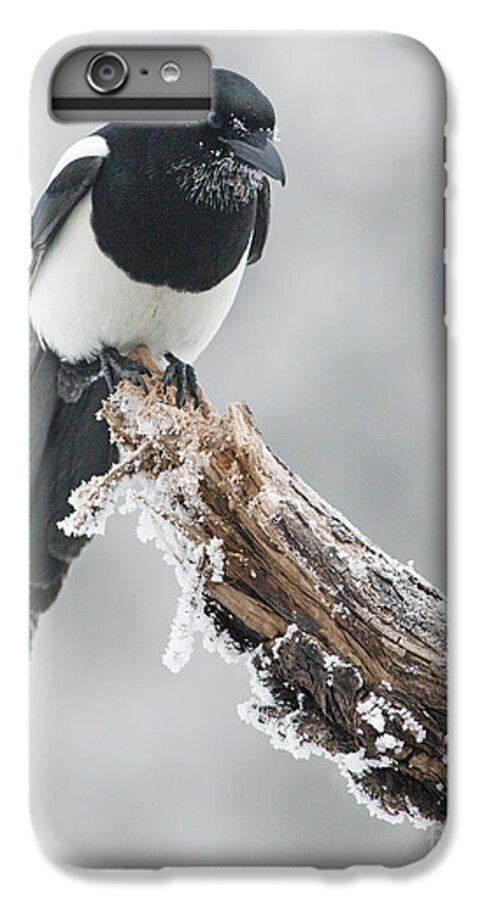 Black-billed Magpie iPhone 6s Plus Case featuring the photograph Frosted Magpie by Tim Grams