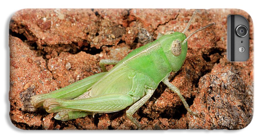 Insect iPhone 6s Plus Case featuring the photograph Grasshopper Aiolopus Strepens Nymph by Nigel Downer