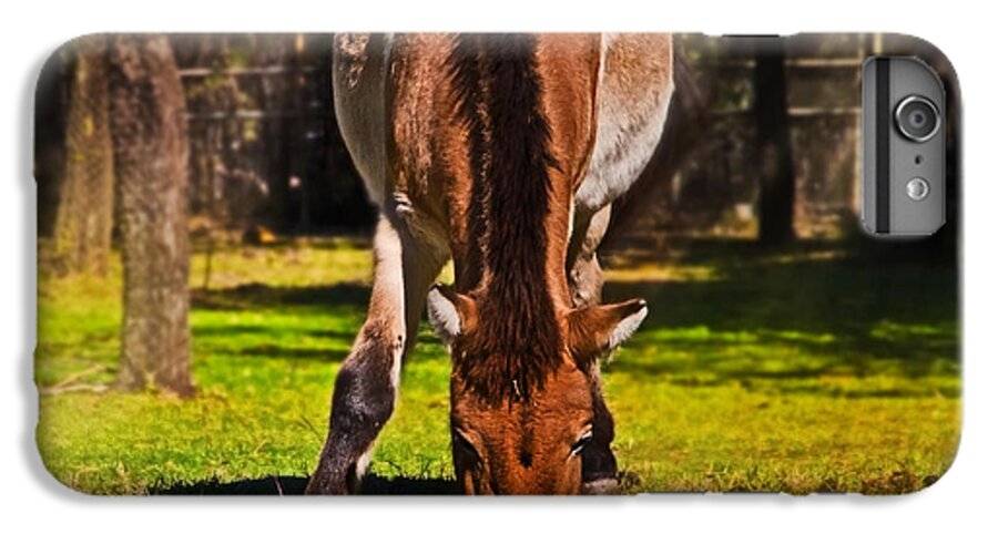 #przewalski's Horse iPhone 6s Plus Case featuring the photograph Grazing with an attitude by Miroslava Jurcik