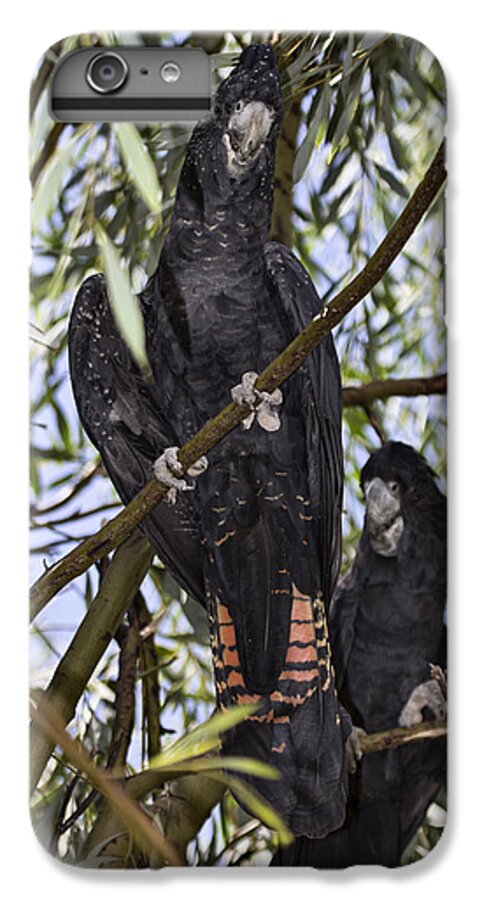 Red Tailed Black Cockatoos iPhone 6s Plus Case featuring the photograph I Say Old Chap by Douglas Barnard