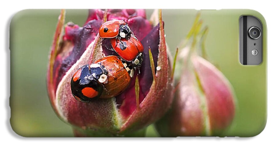 Ladybug iPhone 6s Plus Case featuring the photograph Ladybug Foursome by Rona Black