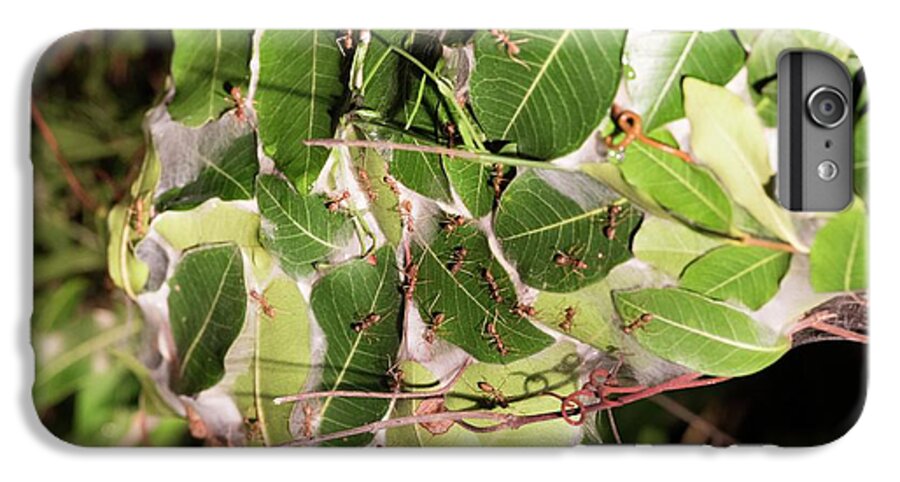 Africa iPhone 6s Plus Case featuring the photograph Leaf-stitching Ants Making A Nest by Tony Camacho