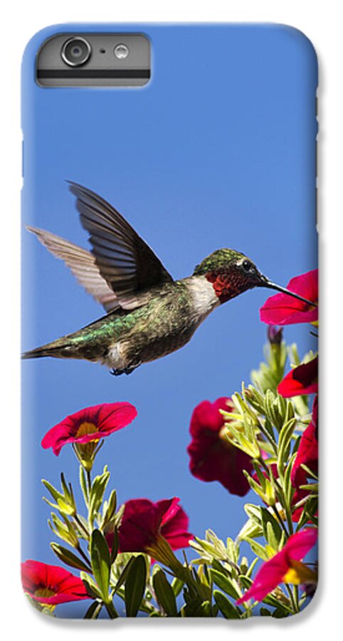 Hummingbird iPhone 6s Plus Case featuring the photograph Moments of Joy by Christina Rollo