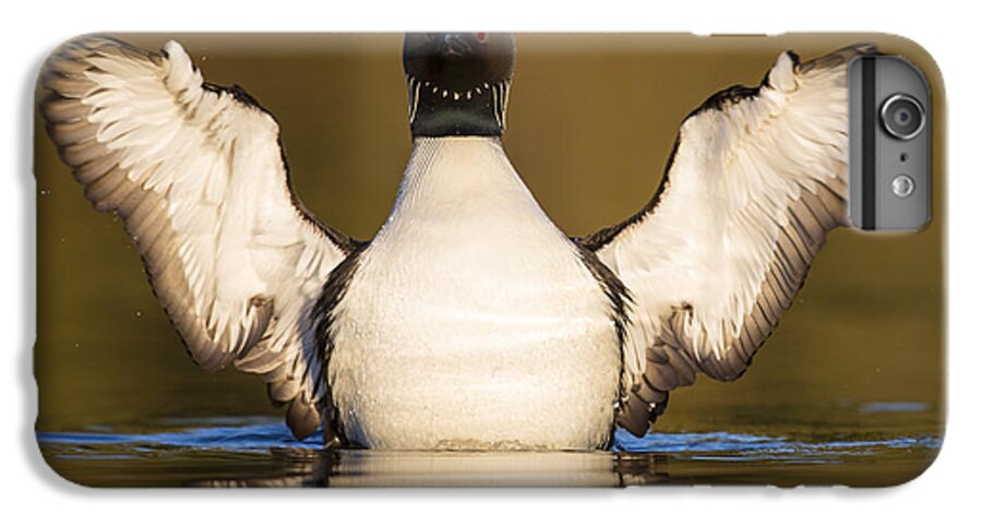 Adult iPhone 6s Plus Case featuring the photograph Pacific Loon Wing Flap by Tim Grams