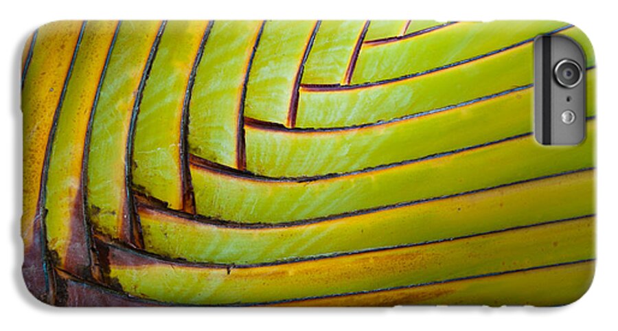 Green iPhone 6s Plus Case featuring the photograph Palm Tree Leafs by Sebastian Musial