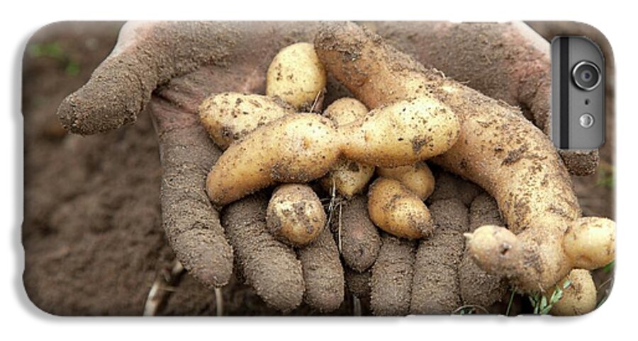Crop iPhone 6s Plus Case featuring the photograph Potato Harvest by Jim West
