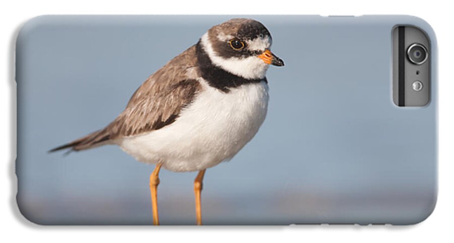 Clarence Holmes iPhone 6s Plus Case featuring the photograph Semipalmated Plover by Clarence Holmes