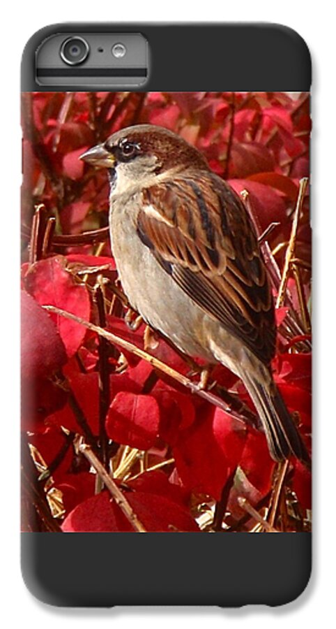 Sparrow iPhone 6s Plus Case featuring the photograph Sparrow by Rona Black