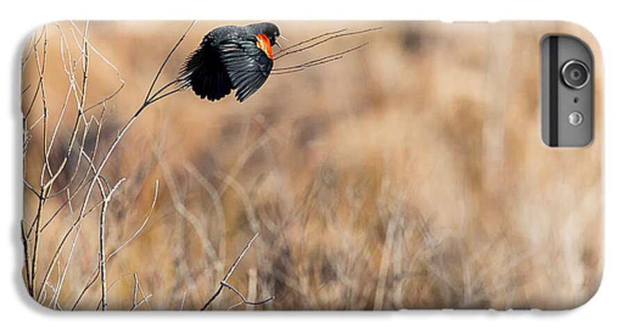 Red Winged Blackbird iPhone 6s Plus Case featuring the photograph Springtime Song by Bill Wakeley