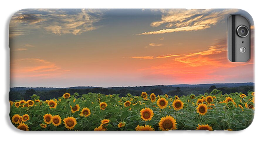 Sunflower iPhone 6s Plus Case featuring the photograph Sunflowers in the evening by Bill Wakeley