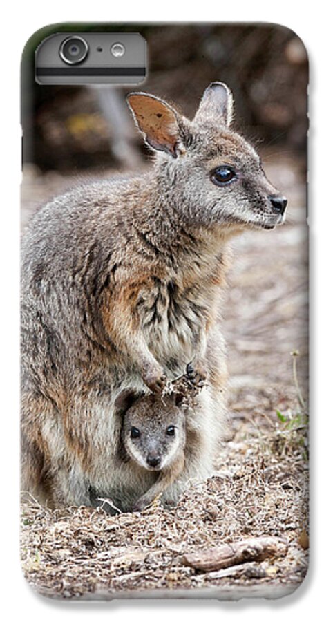 Animal iPhone 6s Plus Case featuring the photograph Tammar Wallaby (macropus Eugenii by Martin Zwick