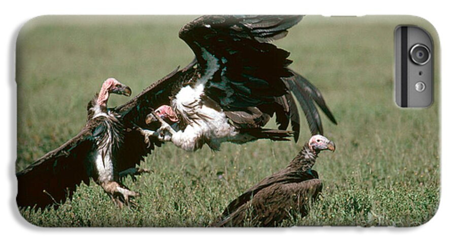 Nubian Vulture iPhone 6s Plus Case featuring the photograph Vulture Fight by Gregory G. Dimijian, M.D.