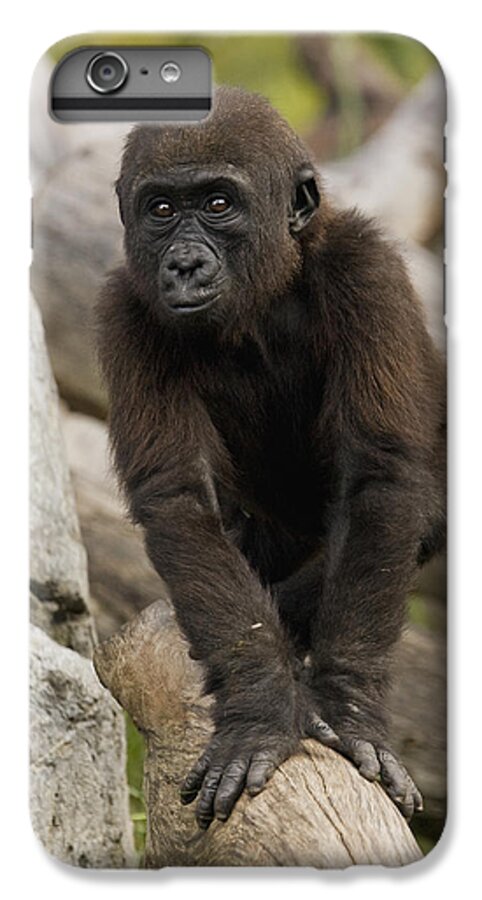 Feb0514 iPhone 6s Plus Case featuring the photograph Western Lowland Gorilla Baby by San Diego Zoo