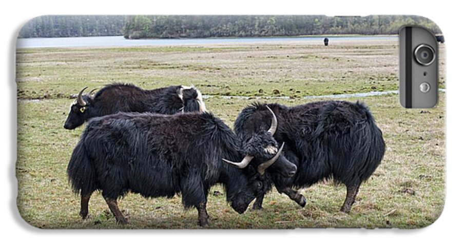 China iPhone 6s Plus Case featuring the photograph Yaks Fighting In Potatso National Park by Tony Camacho