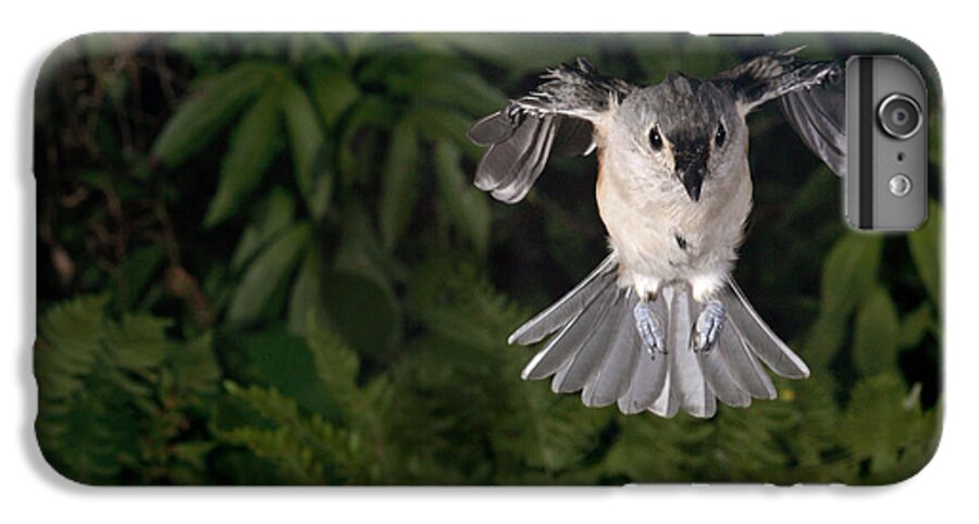 Songbirds iPhone 6s Plus Case featuring the photograph Tufted Titmouse In Flight #6 by Ted Kinsman