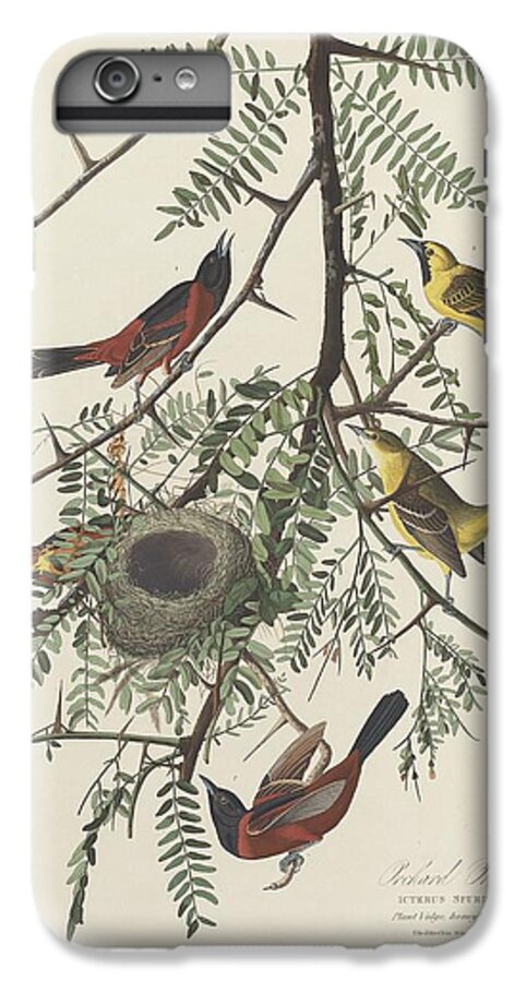 Audubon iPhone 6s Plus Case featuring the drawing Orchard Oriole #1 by Dreyer Wildlife Print Collections 