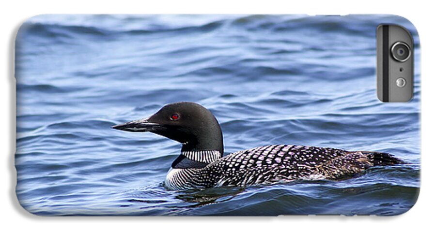 Bird iPhone 6s Plus Case featuring the photograph Common Loon by Teresa Zieba