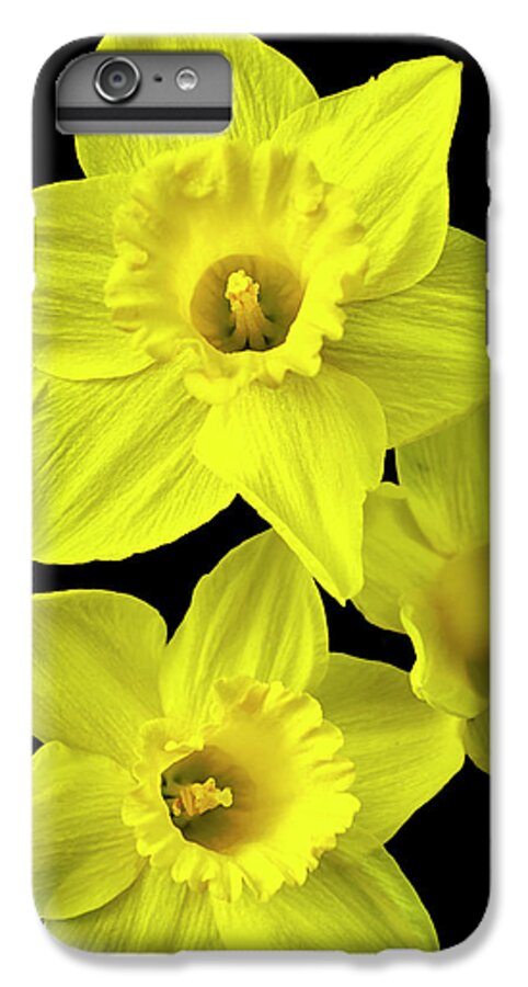 Daffodils iPhone 6s Plus Case featuring the photograph Daffodils by Christina Rollo
