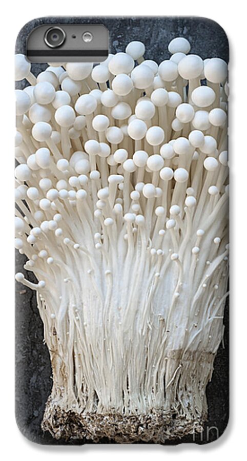 Enoki iPhone 6s Plus Case featuring the photograph Enoki mushrooms by Elena Elisseeva