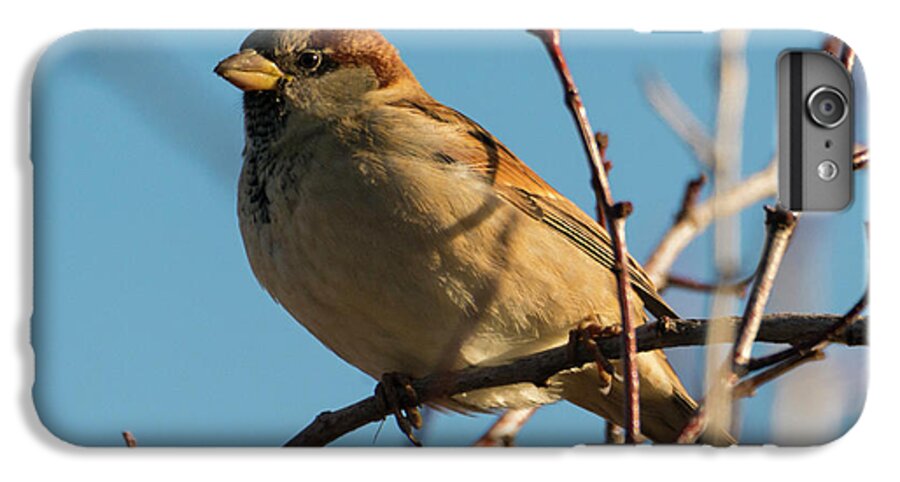 House Sparrow iPhone 6s Plus Case featuring the photograph Female House Sparrow by Michael Dawson