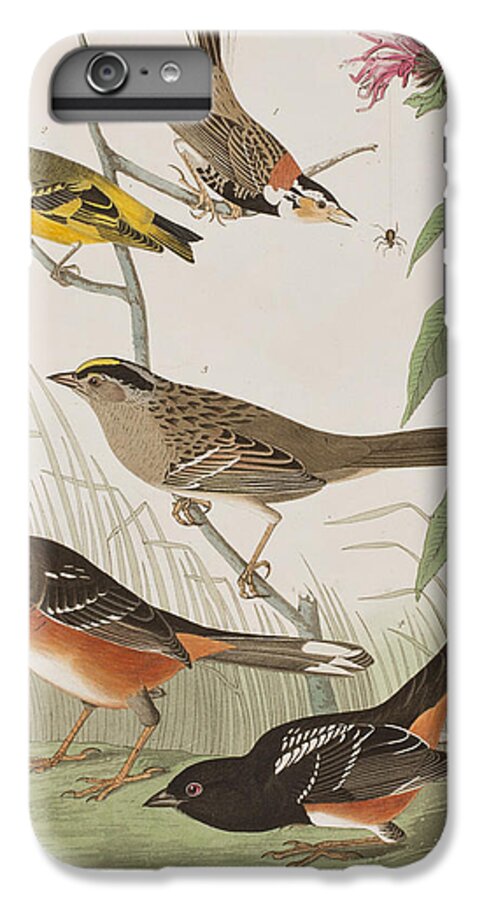Finch Finches iPhone 6s Plus Case featuring the painting Finches by John James Audubon