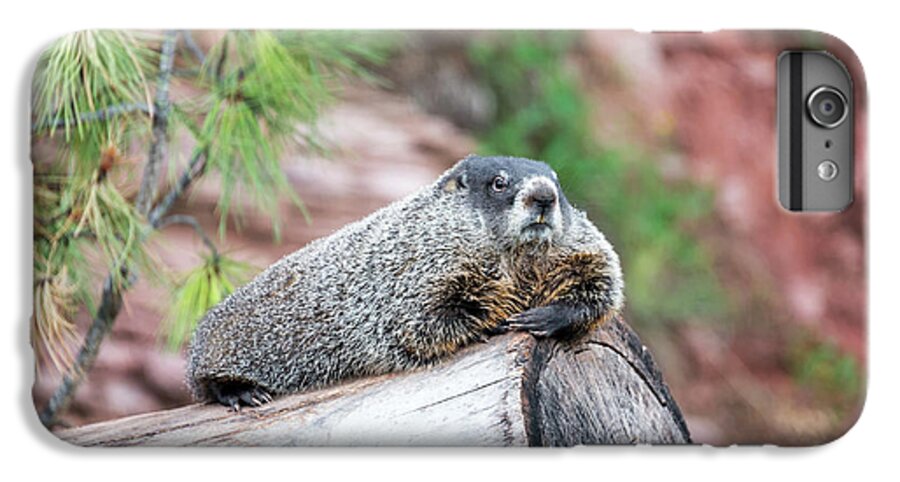 Woodchuck iPhone 6s Plus Case featuring the photograph Groundhog on a Log by Jess Kraft
