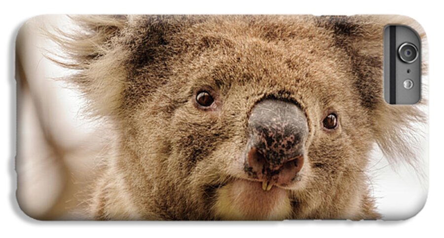 Koala iPhone 6s Plus Case featuring the photograph Koala 4 by Werner Padarin