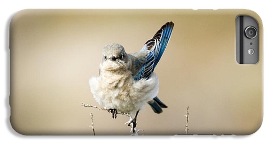 Mountain Bluebird iPhone 6s Plus Case featuring the photograph Left Wing Test by Michael Dawson