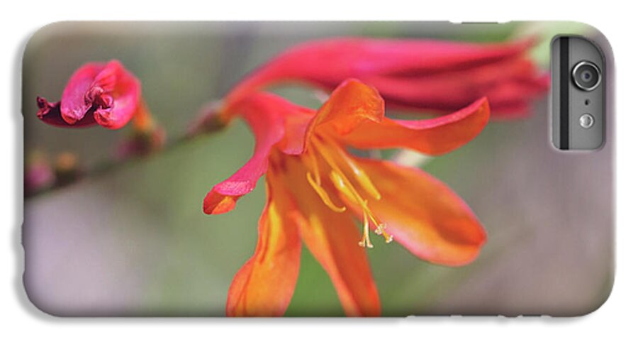 Flower iPhone 6s Plus Case featuring the photograph Misplaced Beauty by Linda Lees