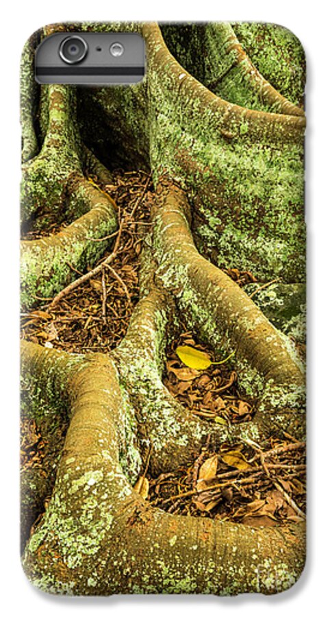 Tree iPhone 6s Plus Case featuring the photograph Moreton Bay Fig by Werner Padarin