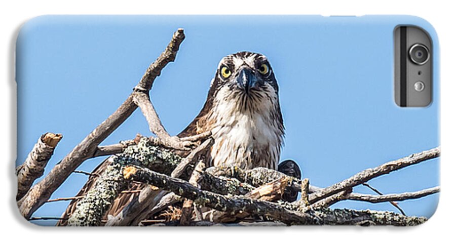 Osprey iPhone 6s Plus Case featuring the photograph Osprey Eyes by Paul Freidlund
