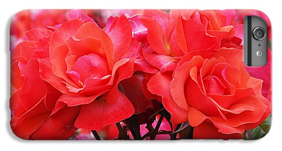 Rose iPhone 6s Plus Case featuring the photograph Rose Abundance by Rona Black