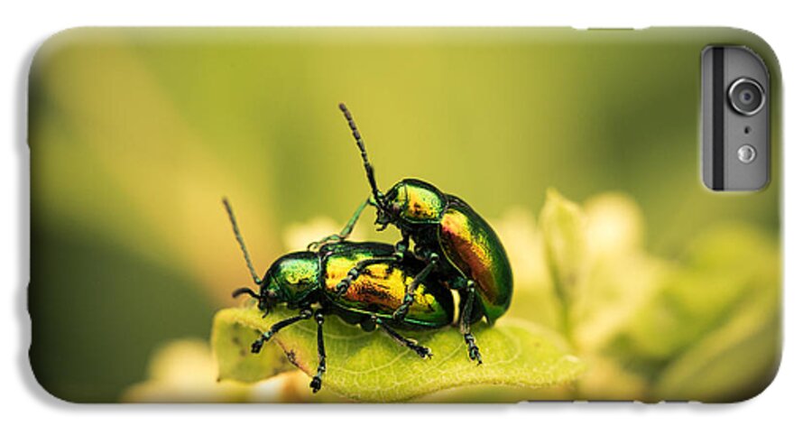 Beetles iPhone 6s Plus Case featuring the photograph Shiny Pair by Shane Holsclaw