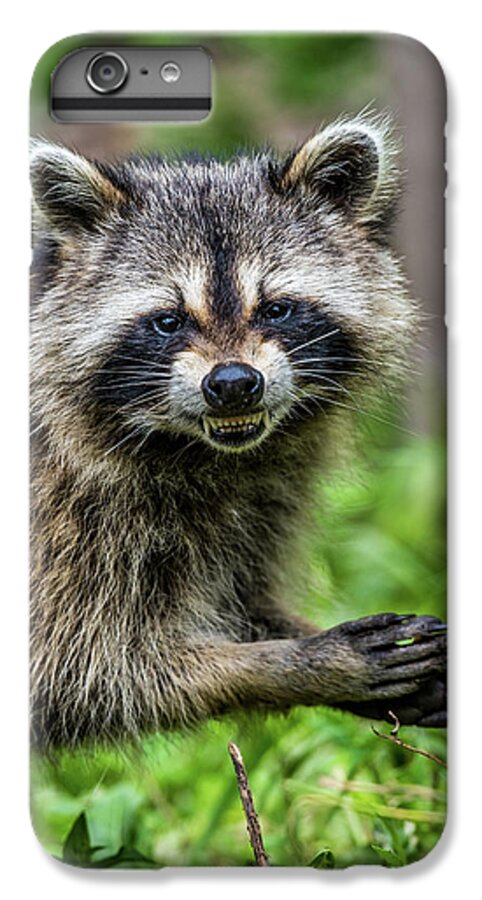 Raccoon iPhone 6s Plus Case featuring the photograph Smiling Raccoon by Paul Freidlund